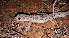 Gehyra purpurascens