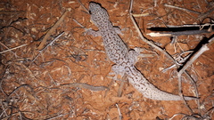 Gehyra purpurascens