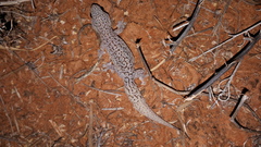 Gehyra purpurascens