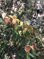 Backhousia tetraptera