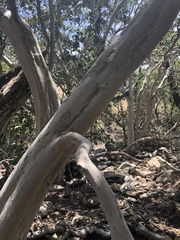 Backhousia tetraptera