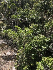 Backhousia tetraptera