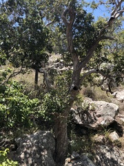 Backhousia tetraptera