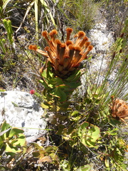 Protea speciosa