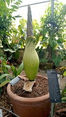 Amorphophallus titanum
