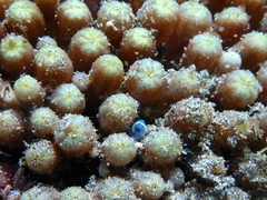 Clavularia