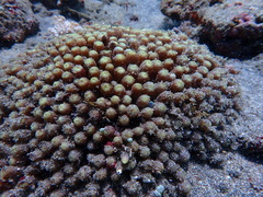 Clavularia