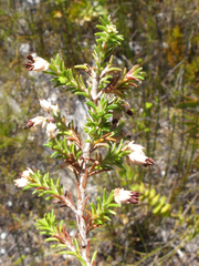 Erica penicilliformis
