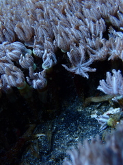 Clavularia