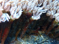 Clavularia