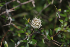 Acaena anserinifolia