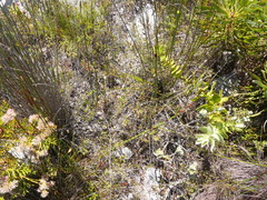 Erica penicilliformis