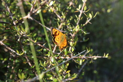 Lycaena 'canterbury common copper'