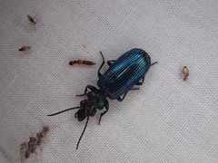 Helluonidius cyanipennis