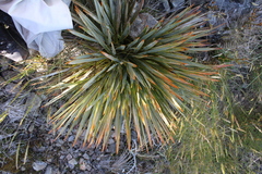 Aciphylla aurea
