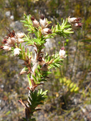 Erica penicilliformis