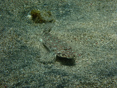 Istigobius decoratus