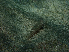 Istigobius decoratus