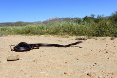 Masticophis fuliginosus