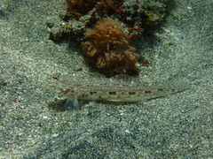 Istigobius decoratus