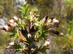 Erica penicilliformis
