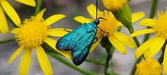 Pollanisus viridipulverulenta