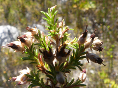 Erica penicilliformis