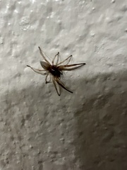 Trachelidae