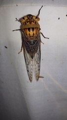 Macrotristria godingi