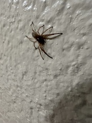 Trachelidae