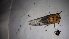 Macrotristria godingi