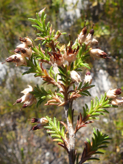 Erica penicilliformis