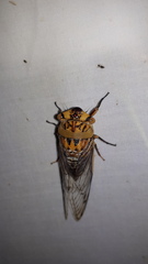 Macrotristria godingi