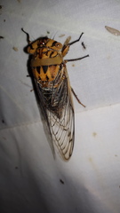 Macrotristria godingi