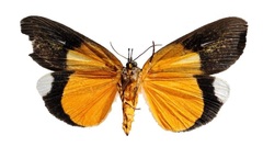 Eligma hypsoides