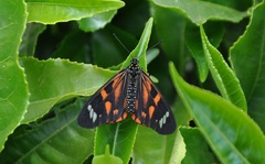 Acraea amicitiae
