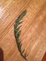 Lythrum hyssopifolia