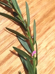 Lythrum hyssopifolia