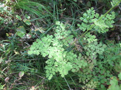Thalictrum foetidum