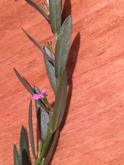 Lythrum hyssopifolia