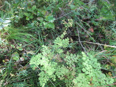 Thalictrum foetidum