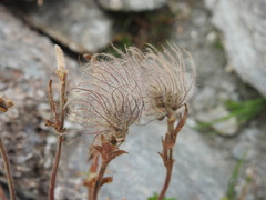 Geum reptans