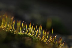 Tortula muralis muralis