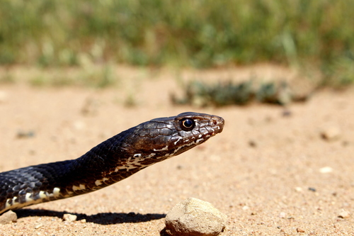 Baja California Coachwhip