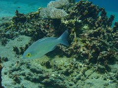 Scolopsis ciliata