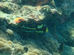 Plectorhinchus vittatus
