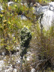 Phaenocoma prolifera