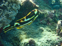 Plectorhinchus vittatus