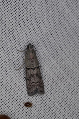 Cryptoblabes euraphella