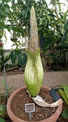 Amorphophallus titanum